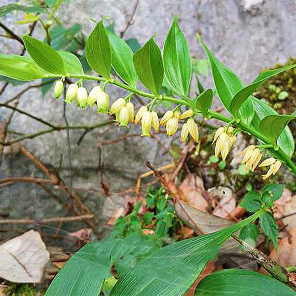 玉竹 Polygonatum Odoratum (Angular solomon's-seal)：圖片 5