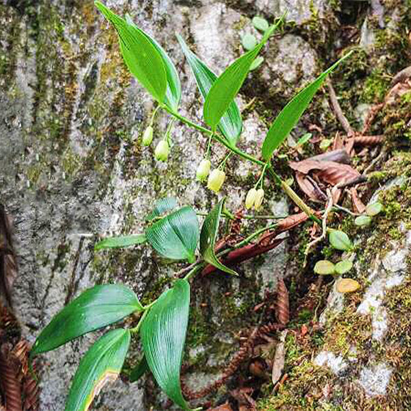 玉竹 Polygonatum Odoratum (Angular solomon's-seal):圖片 4