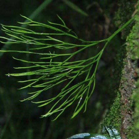 松葉蕨 Psilotum nudum (L.) Beauv.：圖片 8