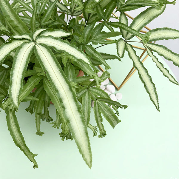 蟹爪鳳尾蕨 Pteris cretica albolineata:圖片 2