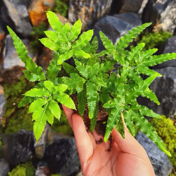 井欄鳳尾蕨 Pteris multifida