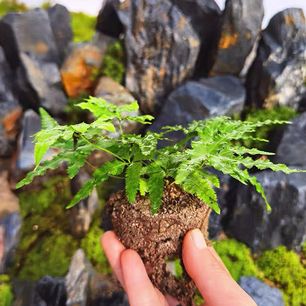 井欄鳳尾蕨 Pteris multifida:圖片 2