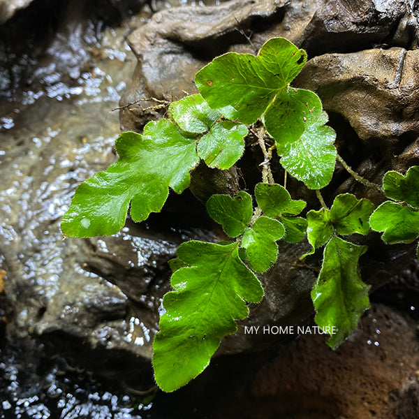 地爾蕨 Quercifilix zeylanica (Houtt.) Cop.：圖片 2