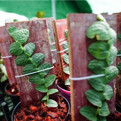 皺葉崖角藤 Rhaphidophora celatocaulis：圖片 3