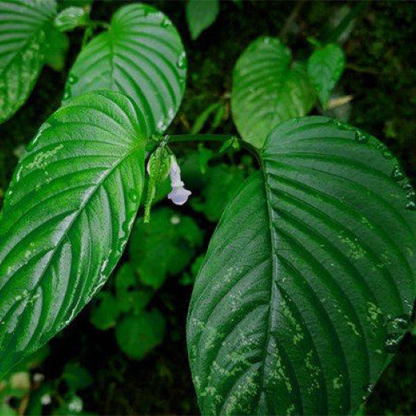 尖舌苣苔 Rhynchoglossum obliquum