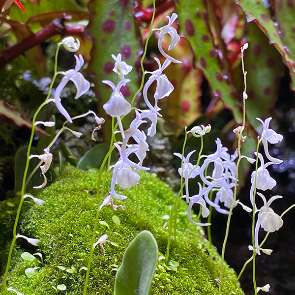 小白兔狸藻 Sanderson's Bladderwort (Utricularia sandersonii)：圖片 2