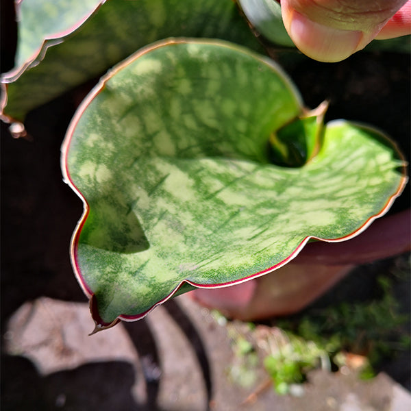 虎尾蘭 / 虎皮蘭 Sansevieria sansiam ulimi Dwarf Plant：圖片 3