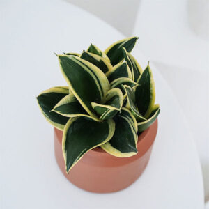 虎尾蘭 / 虎皮蘭 Sansevieria trifasciata 'Lotus'