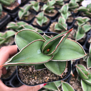 虎尾蘭 / 虎皮蘭 Sansevieria warshiik