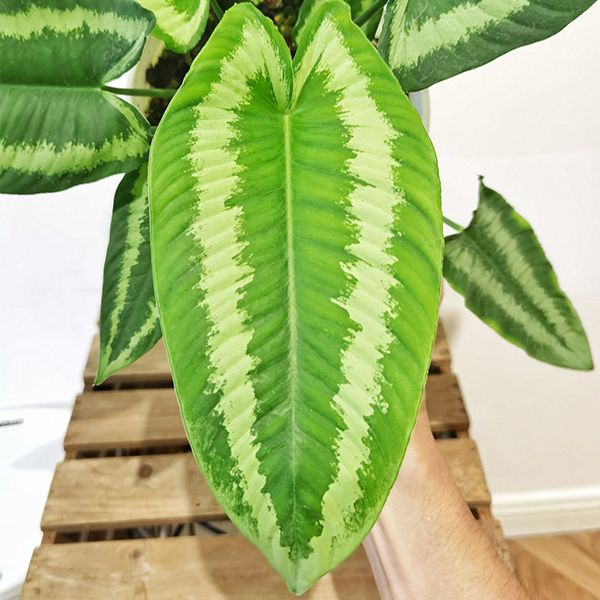 瓦氏落檐 Schismatoglottis Wallichii:圖片 2