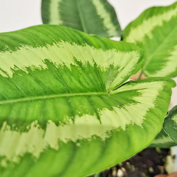 瓦氏落檐 Schismatoglottis Wallichii:圖片 3