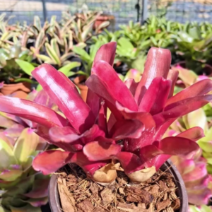 五彩鳳梨屬 Bromeliad (Neoregelia 'Fireball')