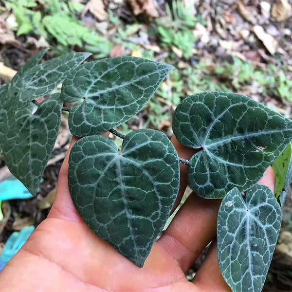 銀脈崖角藤 Rhaphidophora cryptantha