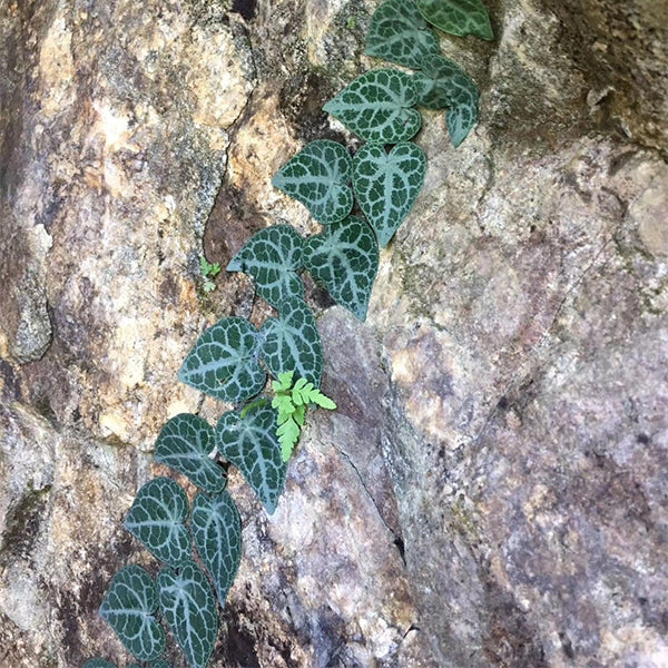 銀脈崖角藤 Rhaphidophora cryptantha:圖片 4