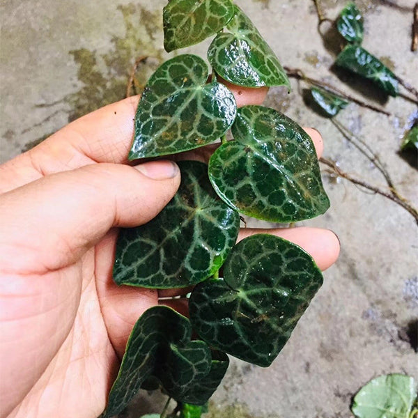 銀脈崖角藤 Rhaphidophora cryptantha:圖片 3