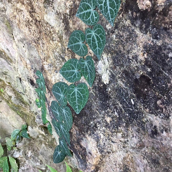 銀脈崖角藤 Rhaphidophora cryptantha:圖片 2