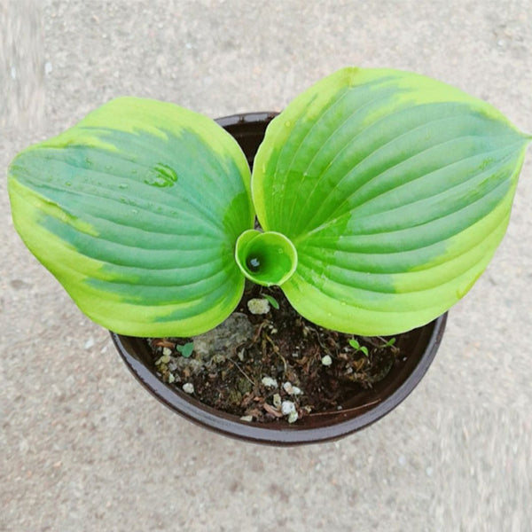 圓葉玉簪 Frances williams Hosta (Hosta sieboldiana):圖片 2