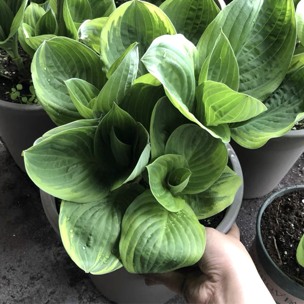 圓葉玉簪 Frances williams Hosta (Hosta sieboldiana):圖片 3