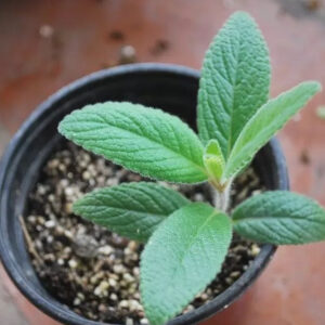 斷崖王子 香味小岩桐 Brazilian Edelweiss (Sinningia tubiflora)