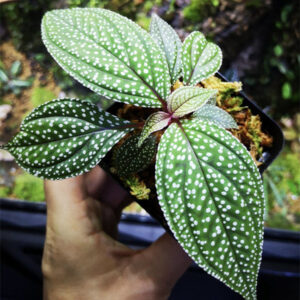 蜂鬥草 Sonerila 'White spotted'