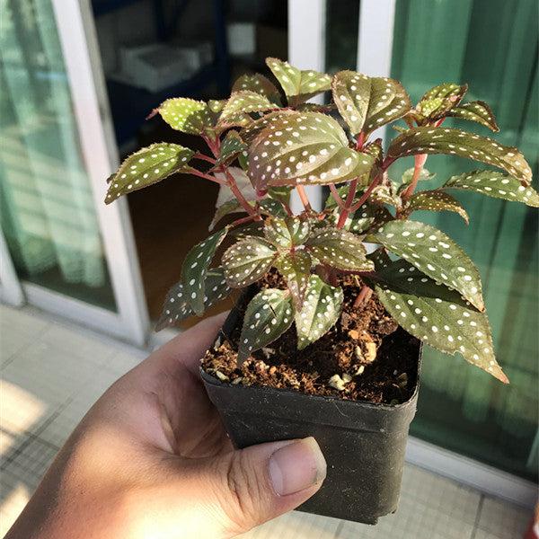 红蜂鬥草 Sonerila sp. red：圖片 2