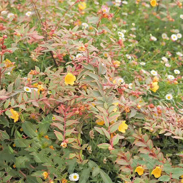 金絲桃 St. John 's wort (Hypericum x moserianum 'Tricolor'):圖片 2