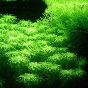 綠太陽