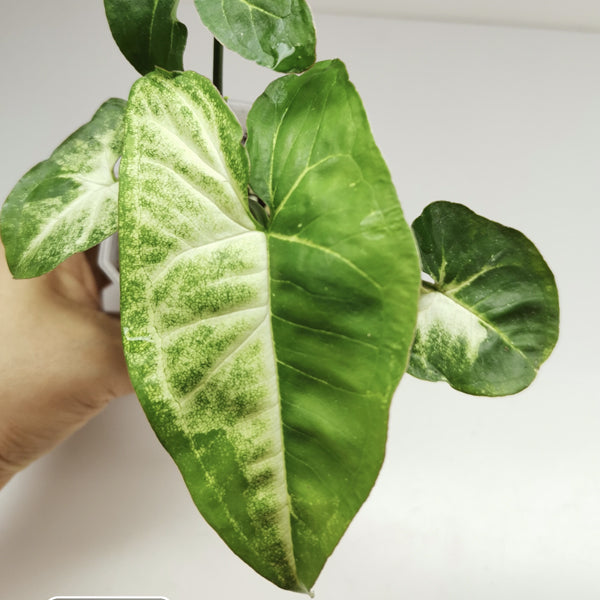 熊貓合果芋 Syngonium 'Panda'