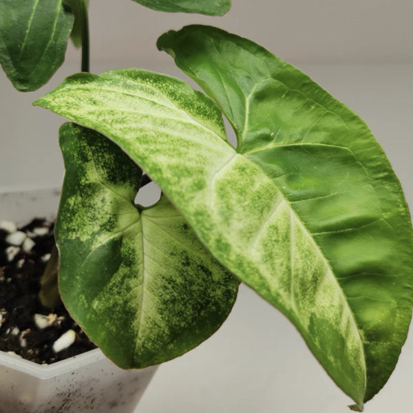 熊貓合果芋 Syngonium 'Panda':圖片 2