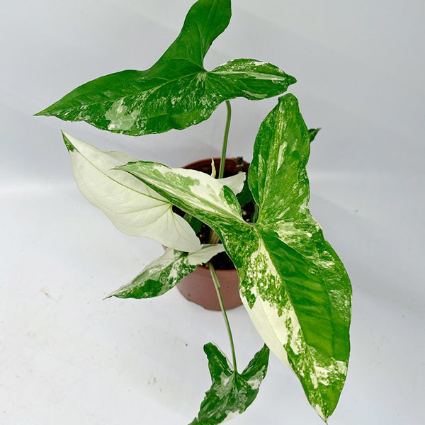 白錦合果芋 Syngonium Podophyllum Albo Variegatum:圖片 2