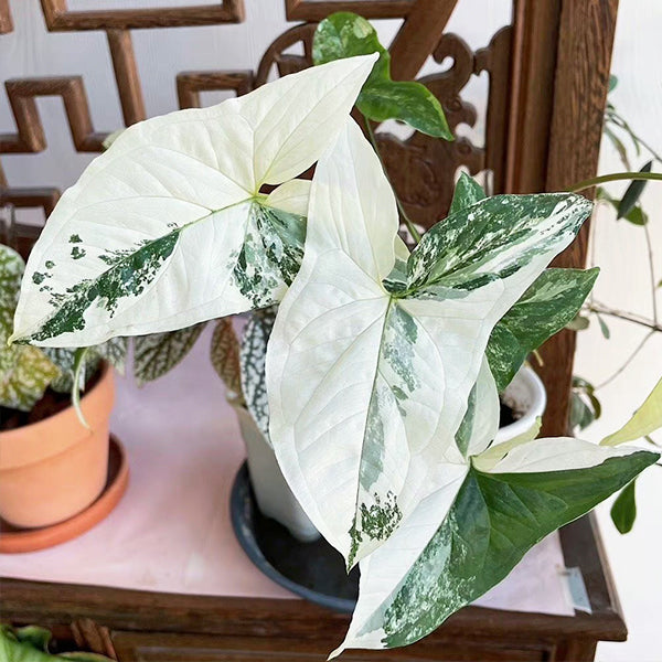 白錦合果芋 Syngonium Podophyllum Albo Variegatum