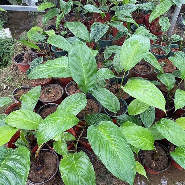 箭根薯 Tacca chantrieri Andre：圖片 3