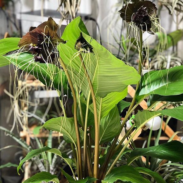 箭根薯 Tacca chantrieri Andre：圖片 2