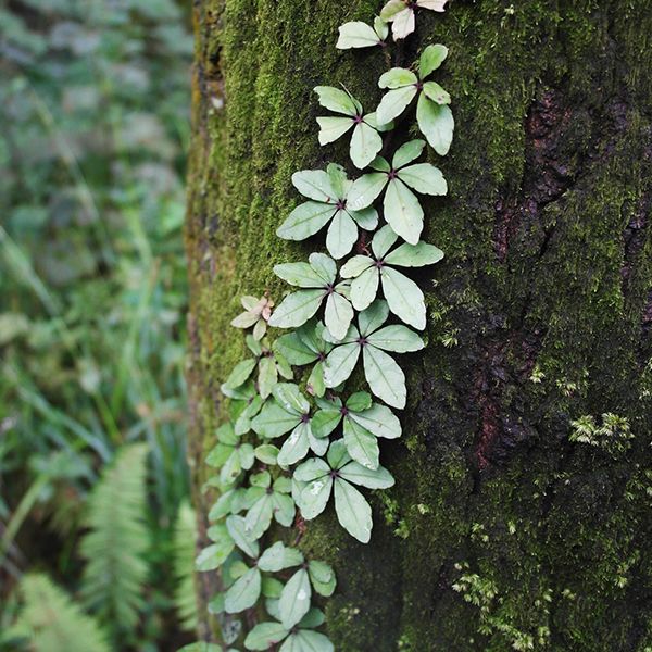崖爬藤 Tetrastigma obtectum (Wall.) Planch:圖片 2