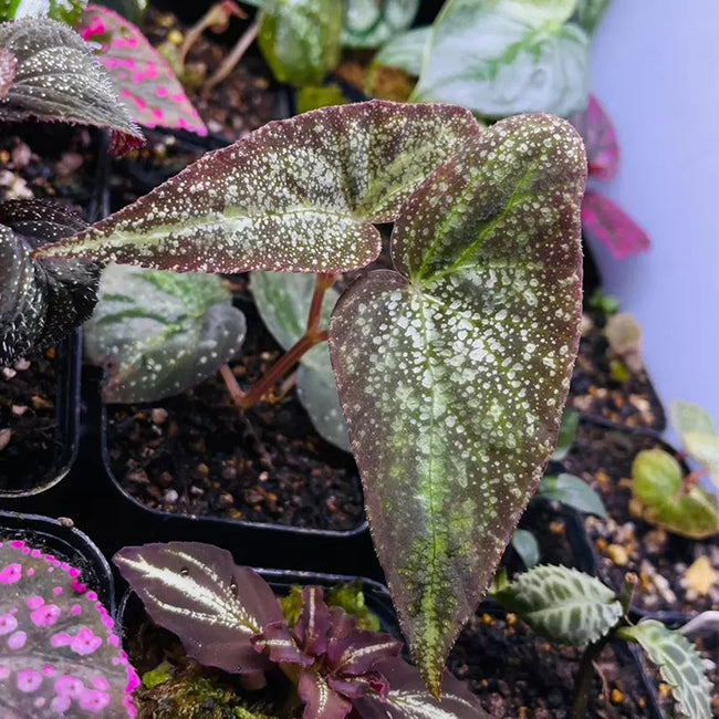 銀河秋海棠 Begonia variabilis (The upgraded version)