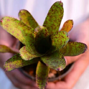 五彩鳳梨屬 Tiger cub (Bromeliad neoregelia)