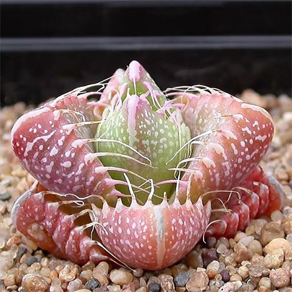 虎顎 Tiger's Jaw (Faucaria Tigrina)：圖片 2