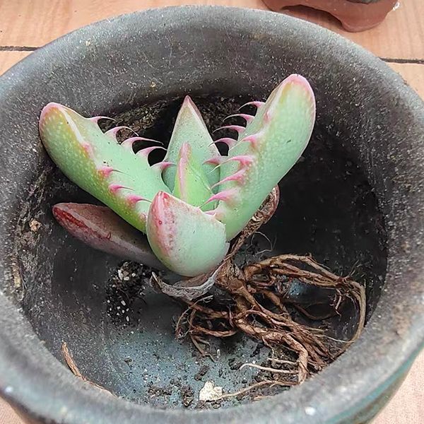 虎顎 Tiger's Jaw (Faucaria Tigrina)：圖片 3