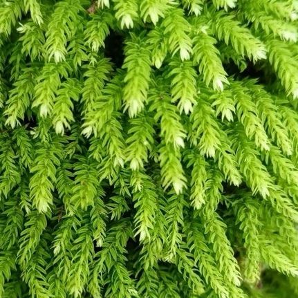 小葉疣燈蘚 Trachycystis microphylla