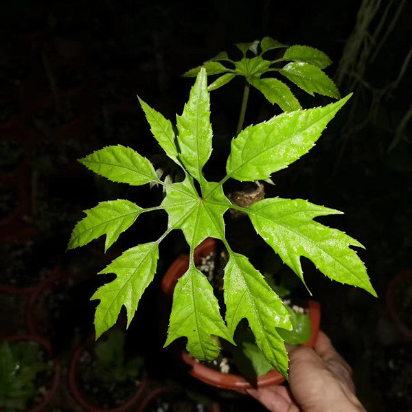 刺通草 Trevesia palmata