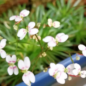丹波花柱草 Trigger plant (Stylidium petiolare)