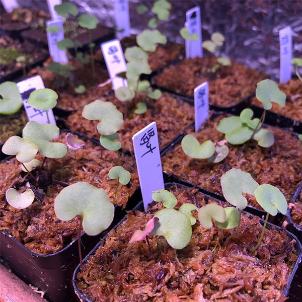 腎葉狸藻 Utricularia Reniformis:圖片 2