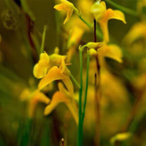 尖萼挖耳草狸藻 Utricularia Scandens subsp. Firmula