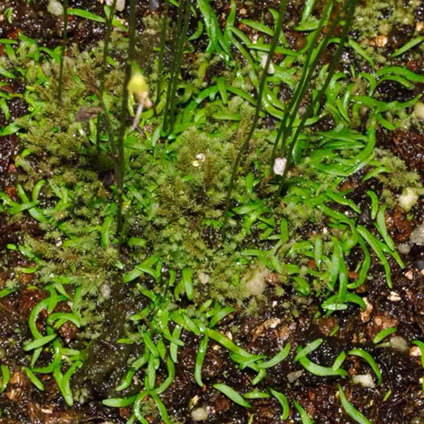 尖萼挖耳草狸藻 Utricularia Scandens subsp. Firmula：圖片 2