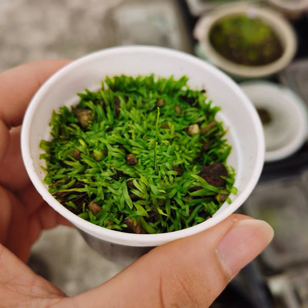 尖萼挖耳草狸藻 Utricularia Scandens subsp. Firmula:圖片 3