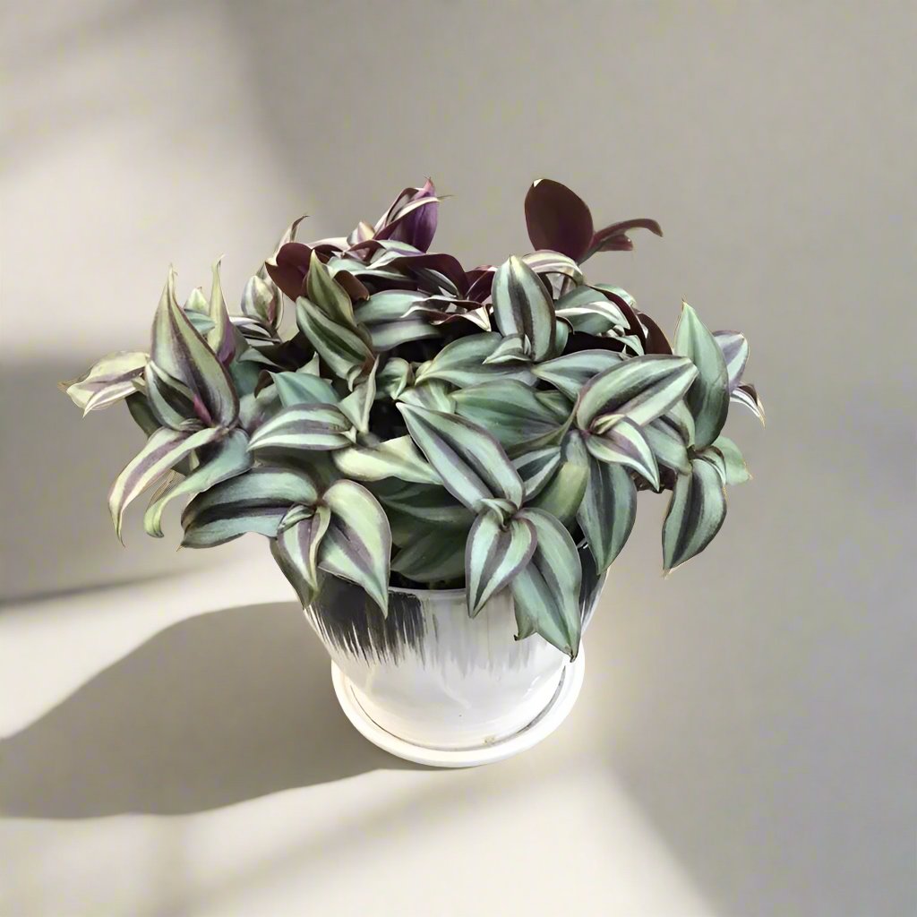 吊竹梅 Wandering Jew (Tradescantia zebrina 'Purple Tinge')