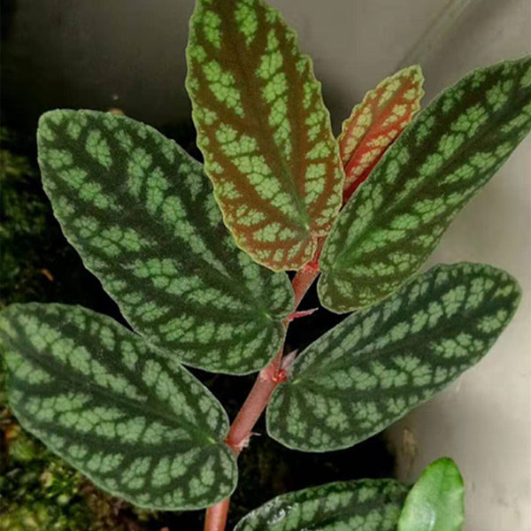 吐煙花   Watermelon Vine (Pellionia repens)：圖片 3