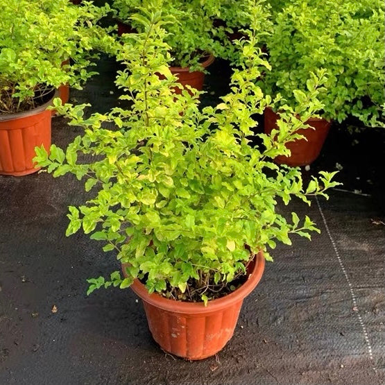日本女貞 Wax-leaf privet (Ligustrum japonicum 'Howardii')：圖片 4