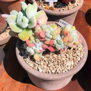 雪錦星石蓮花 Crested Firecracker Plant (Echeveria pulvinata 'Frosty crested') (直徑4-5cm)