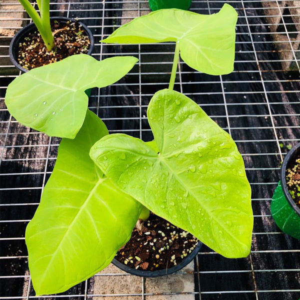 檸檬千年芋 Xanthosoma lime zinger：圖片 3